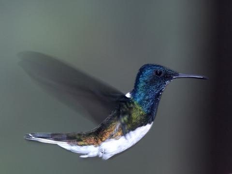 El Septimo Paraiso Ecuador